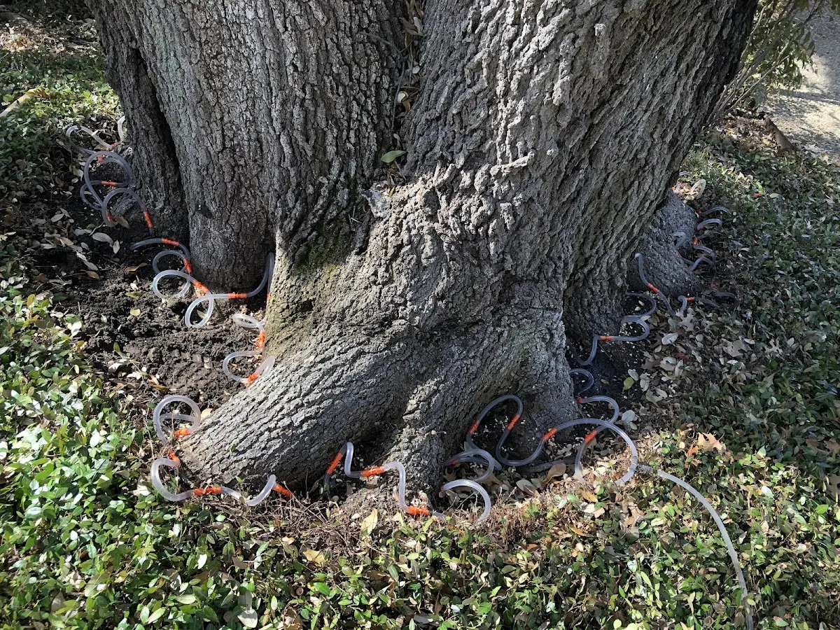 Detailed Tree Cabling and Bracing job site in Randall