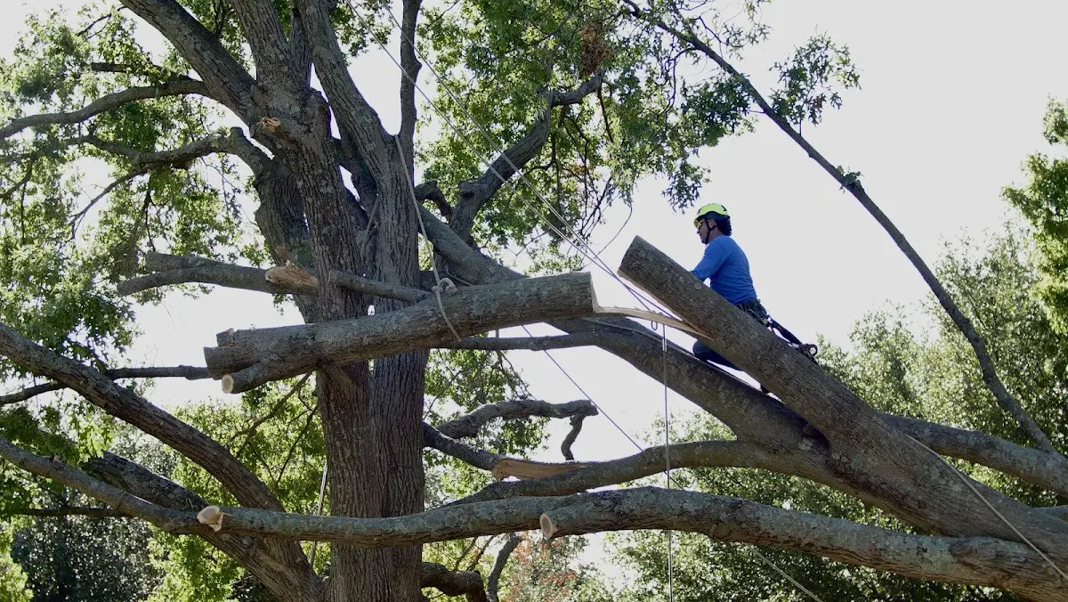 Professional Crown Thinning performed by certified arborists in Randall