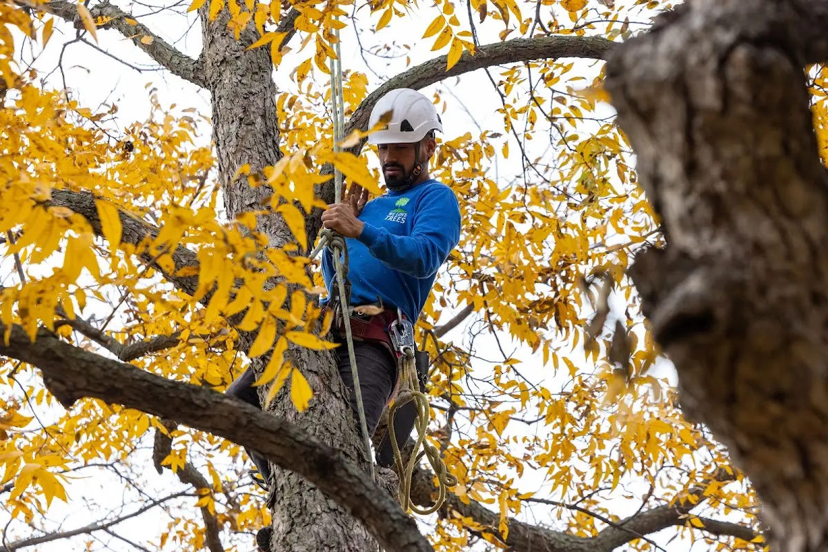 Skilled Tree Planting crew working in Randall