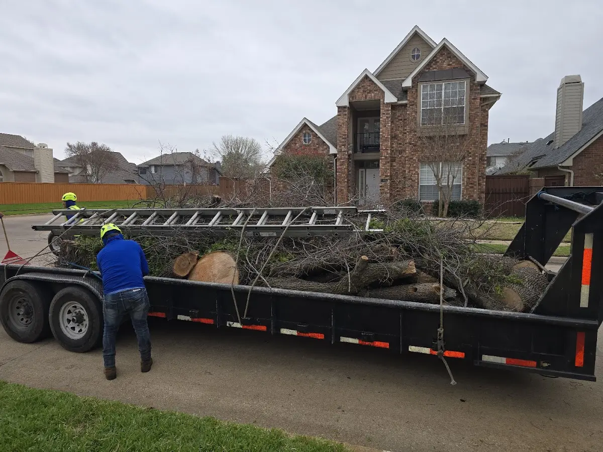Expert Tree Removal with proper safety equipment in Randall